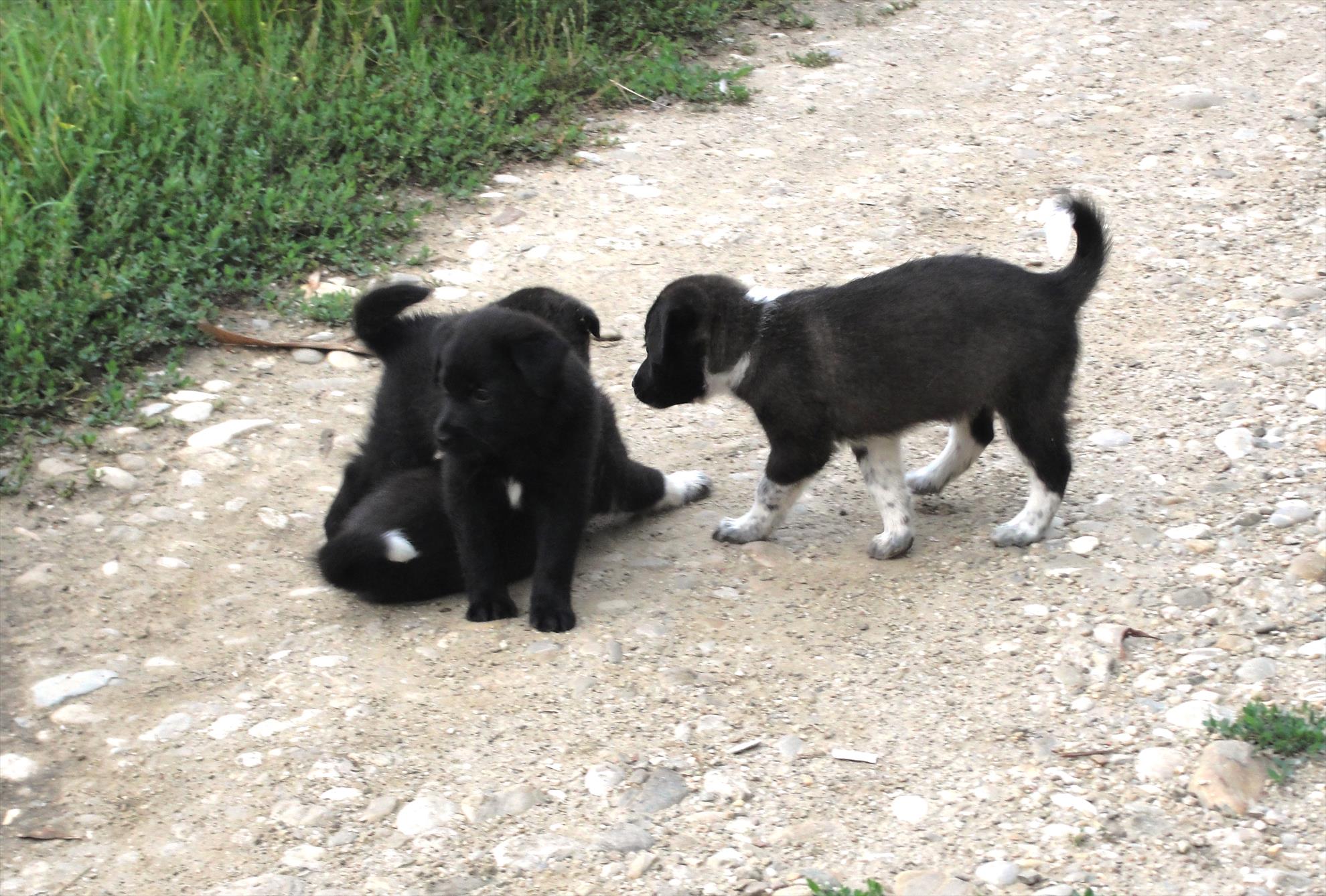 Magura 9 1 - 3 aug. - :) afara 